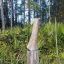 10-12" XXL Elk Antler (1 per bag)