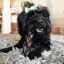 6" Braided Bullystick (10 per bag) Low Odor