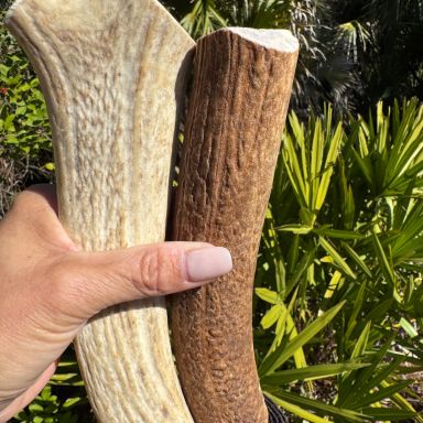7"-9" X-Large Elk Antler dog chew (1 per bag)