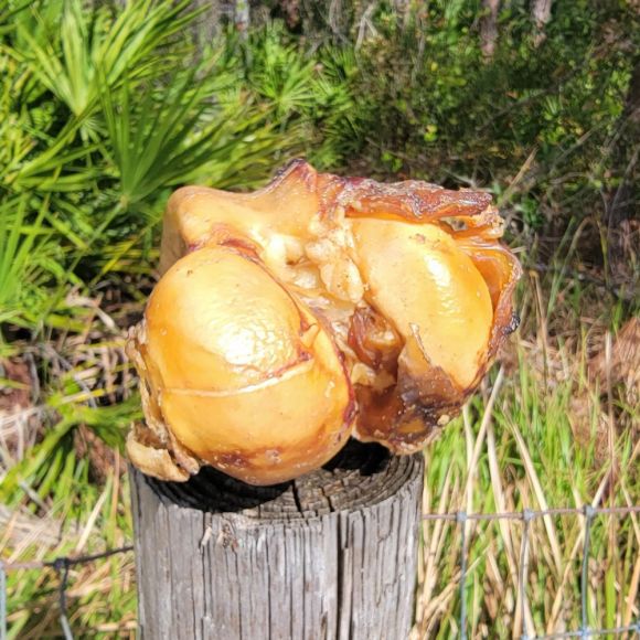 Beef Knuckle Bone (3 per bag)