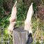 Hairy Lamb Ear (50 pack)