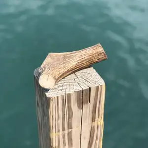 Antlers Category image