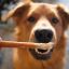 6" Standard Bullystick dog treats (10 per bag) Low Odor