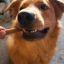 6" Standard Bullystick dog treats (10 per bag) Low Odor
