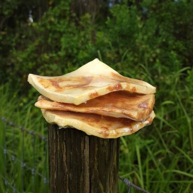 Beef Cheek Chips Chicken Basted 4"x4" (10 pieces)